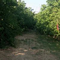 فروش-باغ