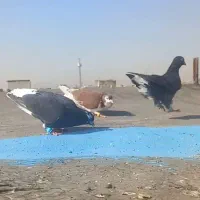 کبوتر کفتر بوم پرشی نر دم سفید