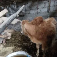 فروش فوق‌العاده گاو نر جوان، پر انرژی و سالم