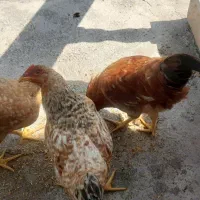 خروس ومرغ