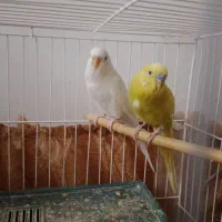 یک جفت مرغ عشق نر وماده که تخمم گذاشته