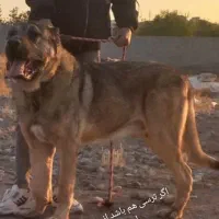 چند عدد سگ واگذار میشود