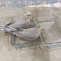 پرنده