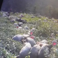 بوقلمون ماده