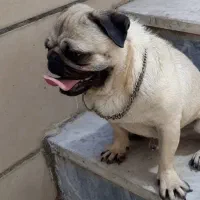 سگ‌پاگ نر