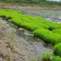 تیم نشا شیرودی آماده باکسی