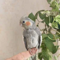 جوجه عروس هلندی