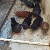 کبوتر صرب و آبادانی