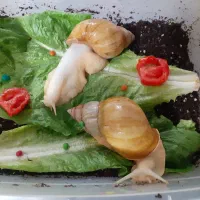 حلزون آچاتینا مولد و خاویار حلزون
