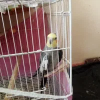 جفت عروس هلندی خوشگل. توافقی