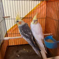 جفت عروس هلندی مولد