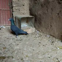کبوتر کلاغ