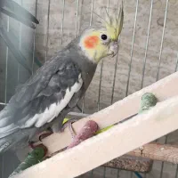 عروس هلندی نر