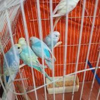 رزبورک کاترین مرغ عشق رنگین کمانی