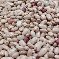 لوبیا چیتی امساله