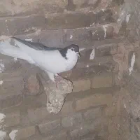 چپ سیاه|حیوانات|سبزوار, کاشفی شمالی (دادگستری)|دیوار