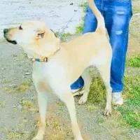سگ سراب