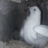 کبوتر