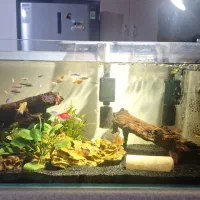 ماهی تترا\پلکو