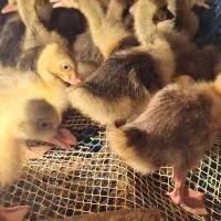 جوجه غاز|حیوانات مزرعه|قائمشهر, |دیوار