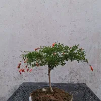 بونسای مینیاتوری انار
