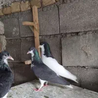 کبوتر رنگ