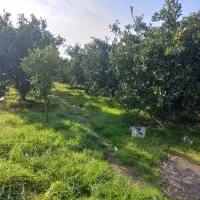 فروش باغ ۲۰ساله