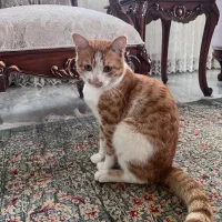 گربه dsh  واگذاری رایگان