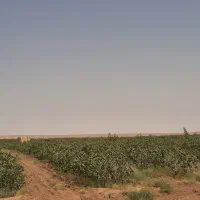 باغ پسته