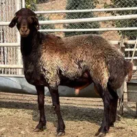 بره نر گمشده