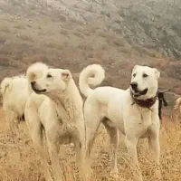 توله سگ نگهبان اکباش ترکی