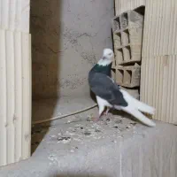 کفتر پرشی