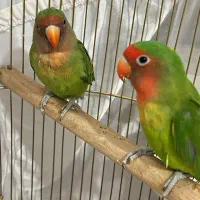 طوطی /برزیلی