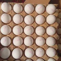 تخم مرغ درشت و مارک دار
