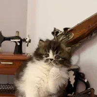 گربه پرشین کوچولو|گربه|قزوین, |دیوار