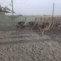 جوجه شترمرغ 10روزه 20روزه یک ماهه