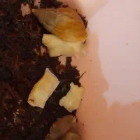 حلزون طبی آلبینو آچاتینا