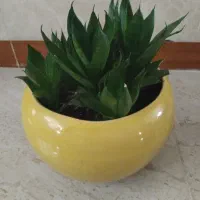 فروش گل