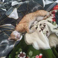 گم شده|حیوانات|تبریز, |دیوار