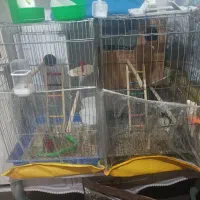قفس کاسکو