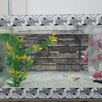 آکواریوم شیشه‌ی 18 لیتری