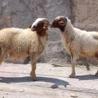 قوچ 2عدد افحله عراقی شرط افحولی میدم فروشی