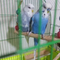 مرغ عشق انگلیسی نرو ماده مولد کشیده