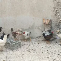 مرغ و جوجه محلی اصل چهارماهه