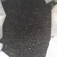 بذر مینروا دستگیری