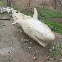 مجسمه کوسه فایبر گلاس