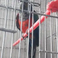 طوطی کریسمون