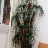 نخل مصنوعی
