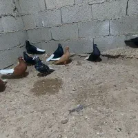 کبوتردمسفیدنرماده