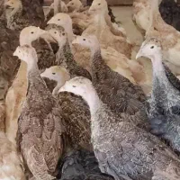 بوربون برنز نژاد سینه پهن ۲ماهه واکسن خورده